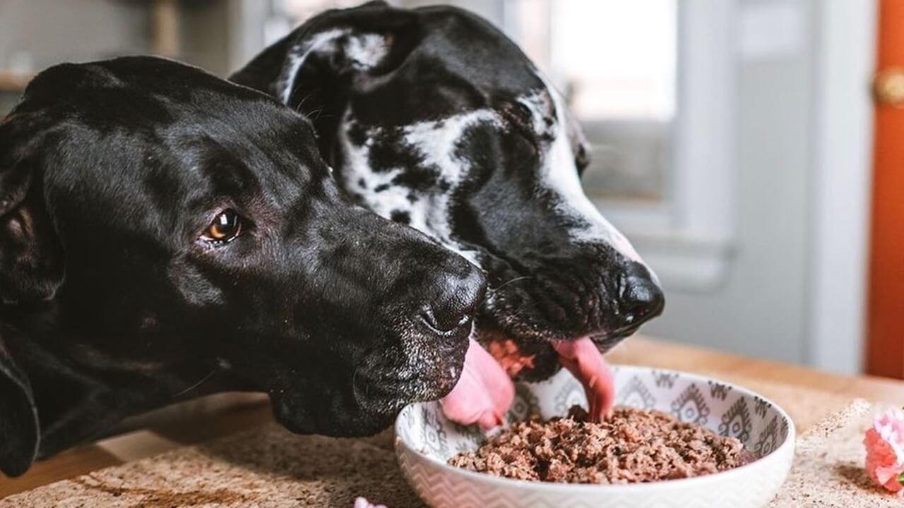 köpek maması tarifi